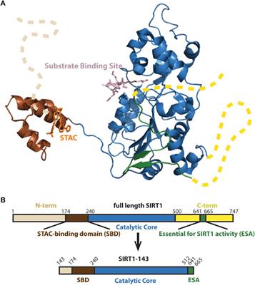 The differing effects of a dual acting regulator on SIRT1
